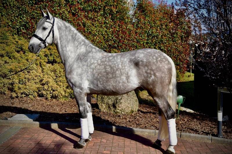 Ruin PRE Puur Ras Spaans Te koop 2021 Schimmel ,  Cascabel G