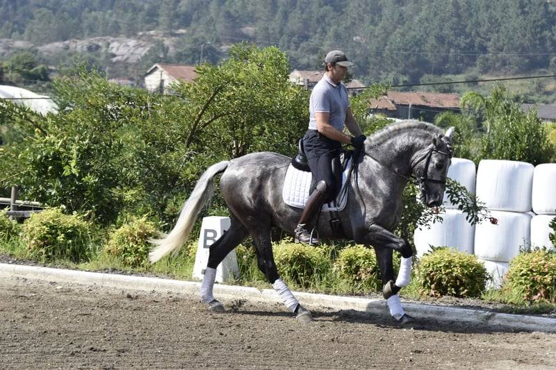 Ruin PRE Puur Ras Spaans Te koop 2021 Schimmel ,  Cascabel G