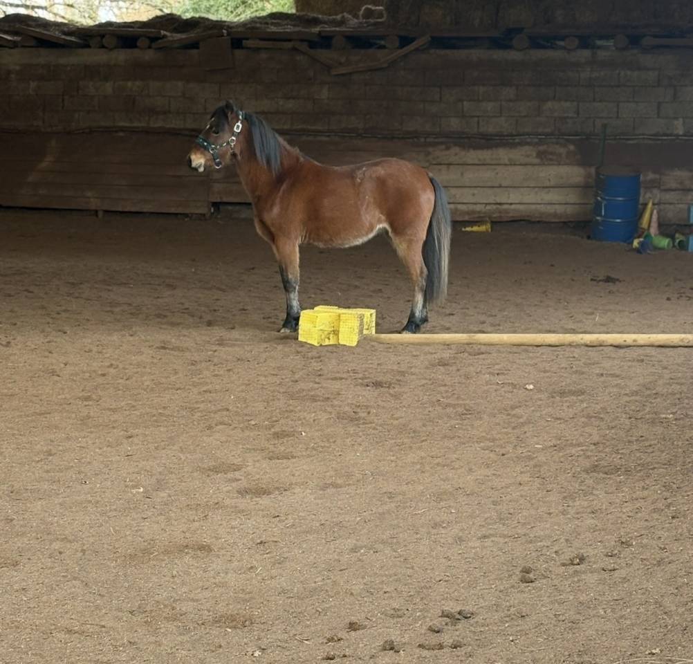 Merrie Welsh Pony (Section B) Te koop 2022 Donker bruin / bai
