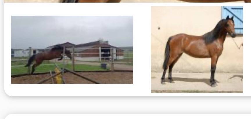 Merrie Welsh Pony (Section B) Te koop 2022 Donker bruin / bai