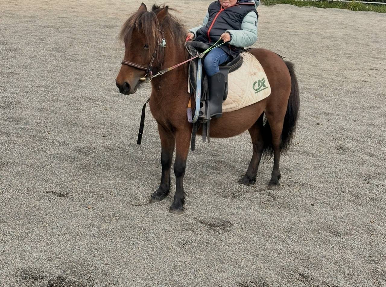 Merrie Shetland Te koop 2019 Donker bruin / bai