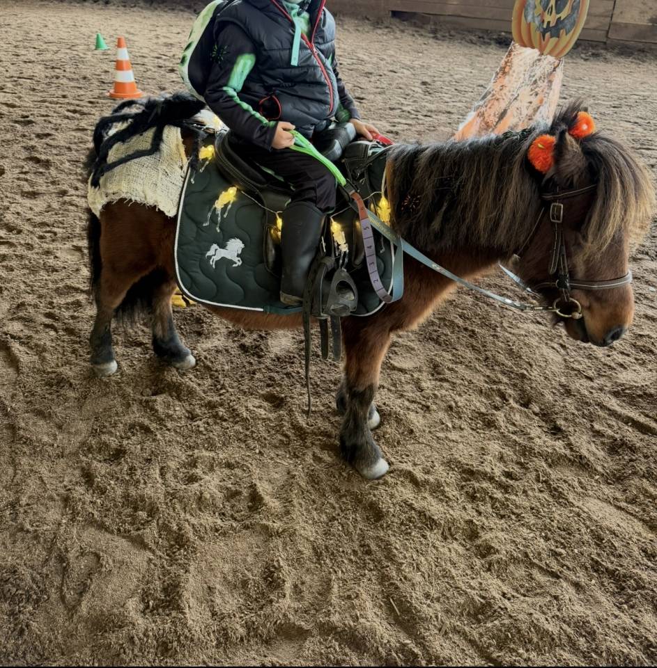 Merrie Shetland Te koop 2019 Donker bruin / bai