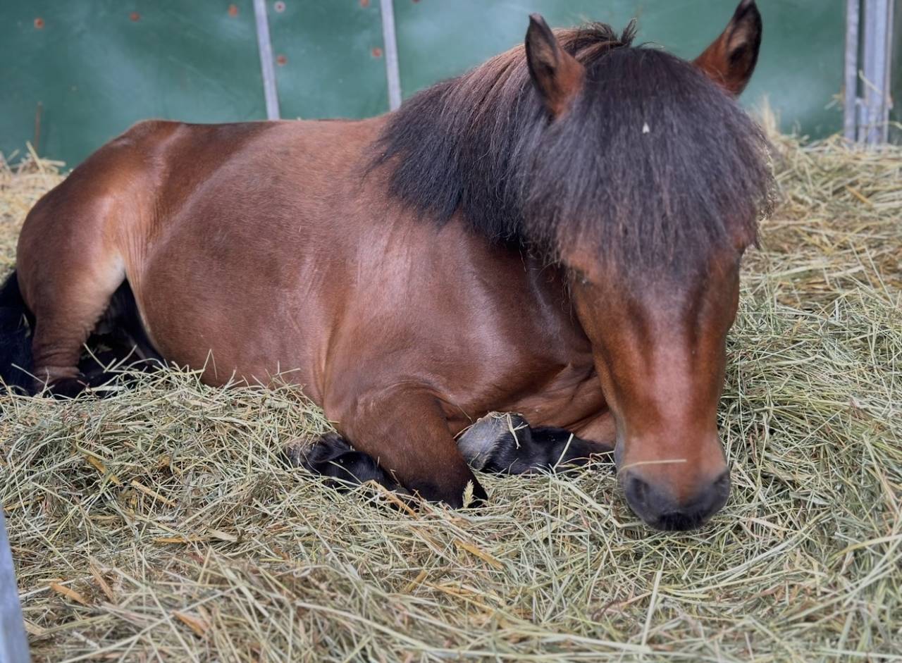 Merrie Shetland Te koop 2019 Donker bruin / bai