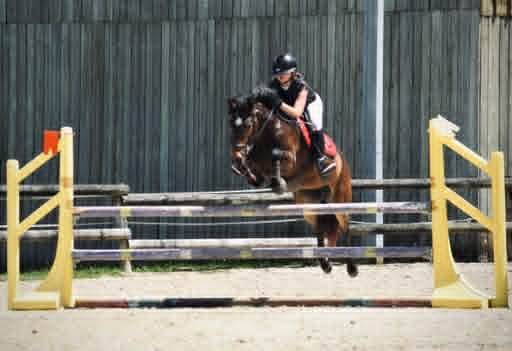 Merrie Franse rijpony PFS Te koop 2017 Donker bruin / bai