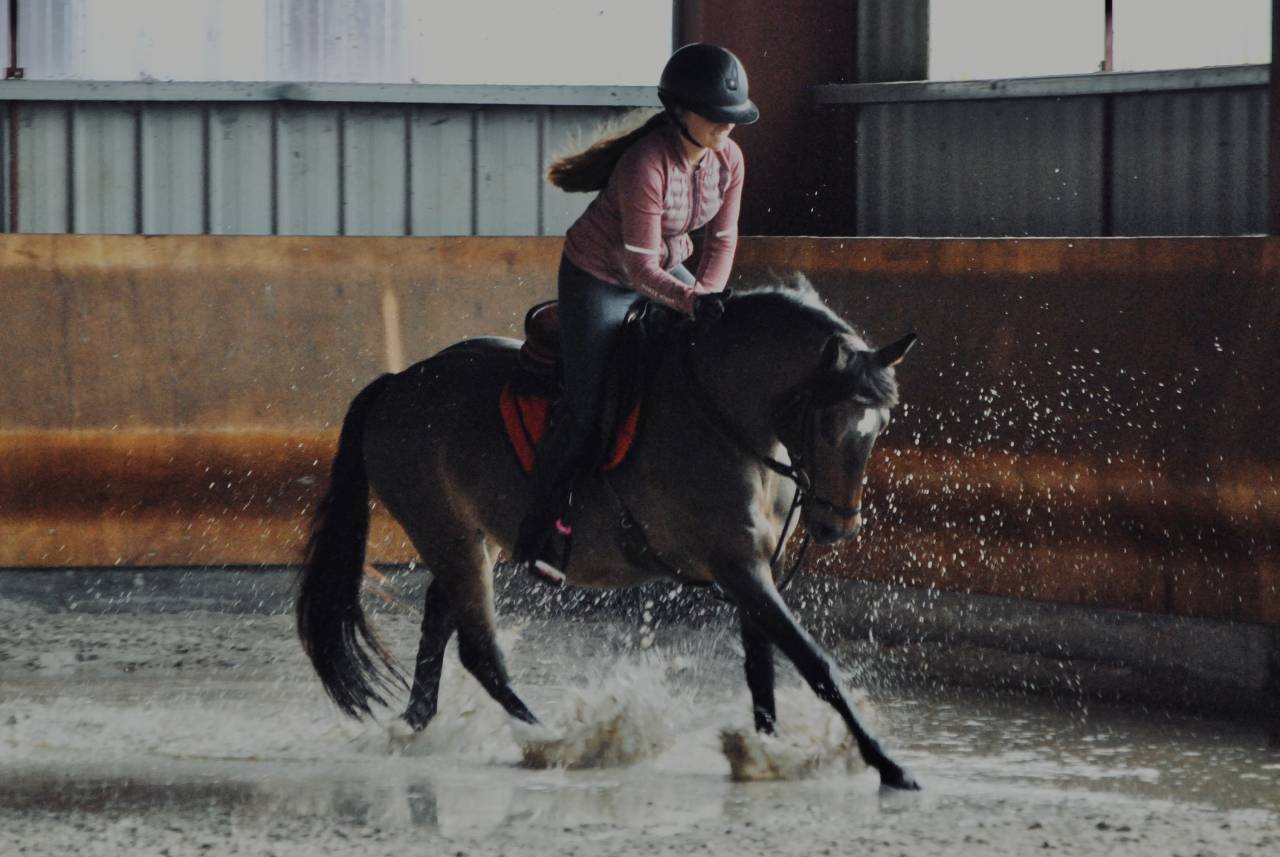 Merrie Franse rijpony PFS Te koop 2017 Donker bruin / bai