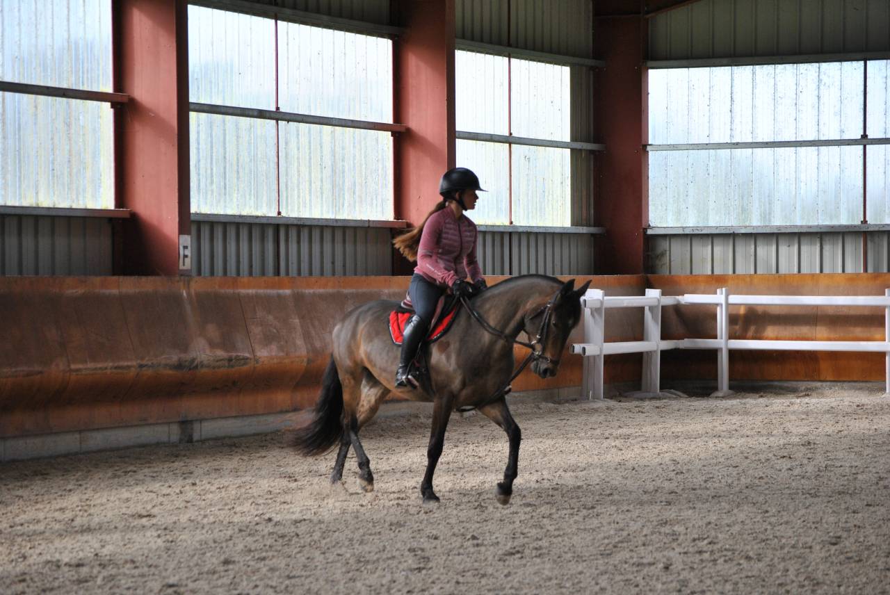 Merrie Franse rijpony PFS Te koop 2017 Donker bruin / bai