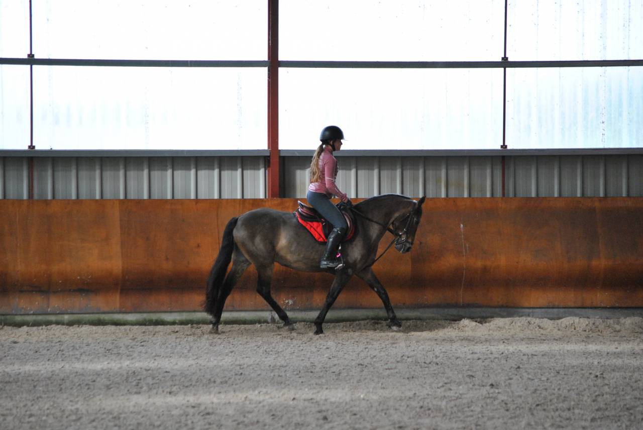 Merrie Franse rijpony PFS Te koop 2017 Donker bruin / bai