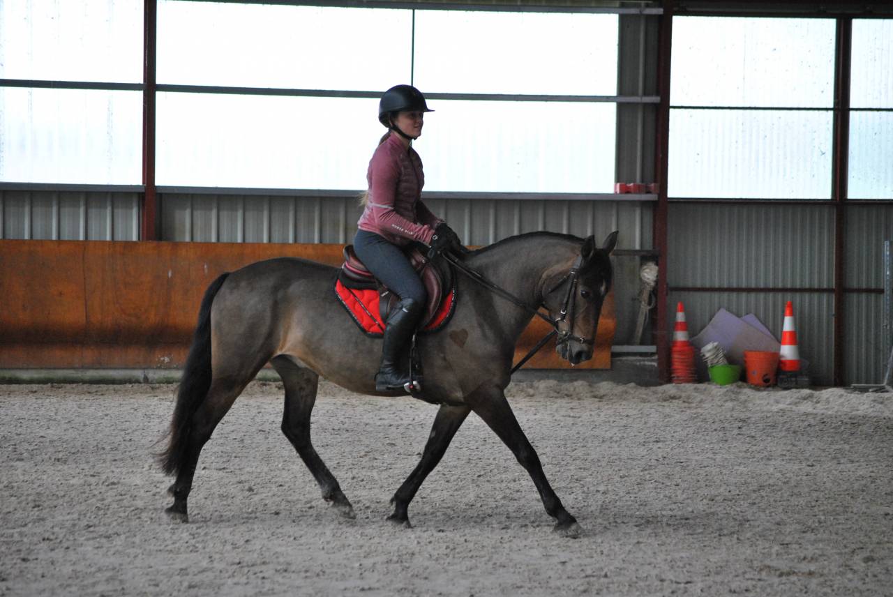 Merrie Franse rijpony PFS Te koop 2017 Donker bruin / bai