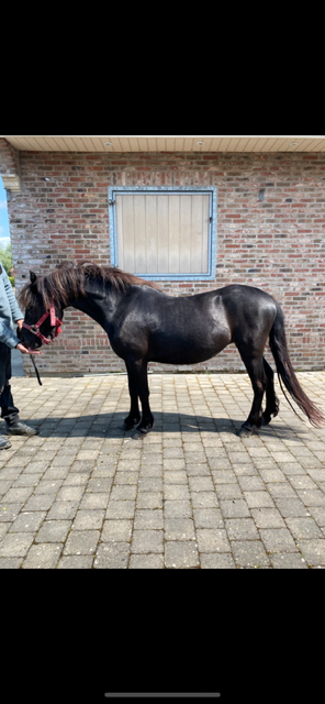 Merrie Dartmoor Te koop 2022 Zwart ,  Gid&eacute;on de la Malle DA