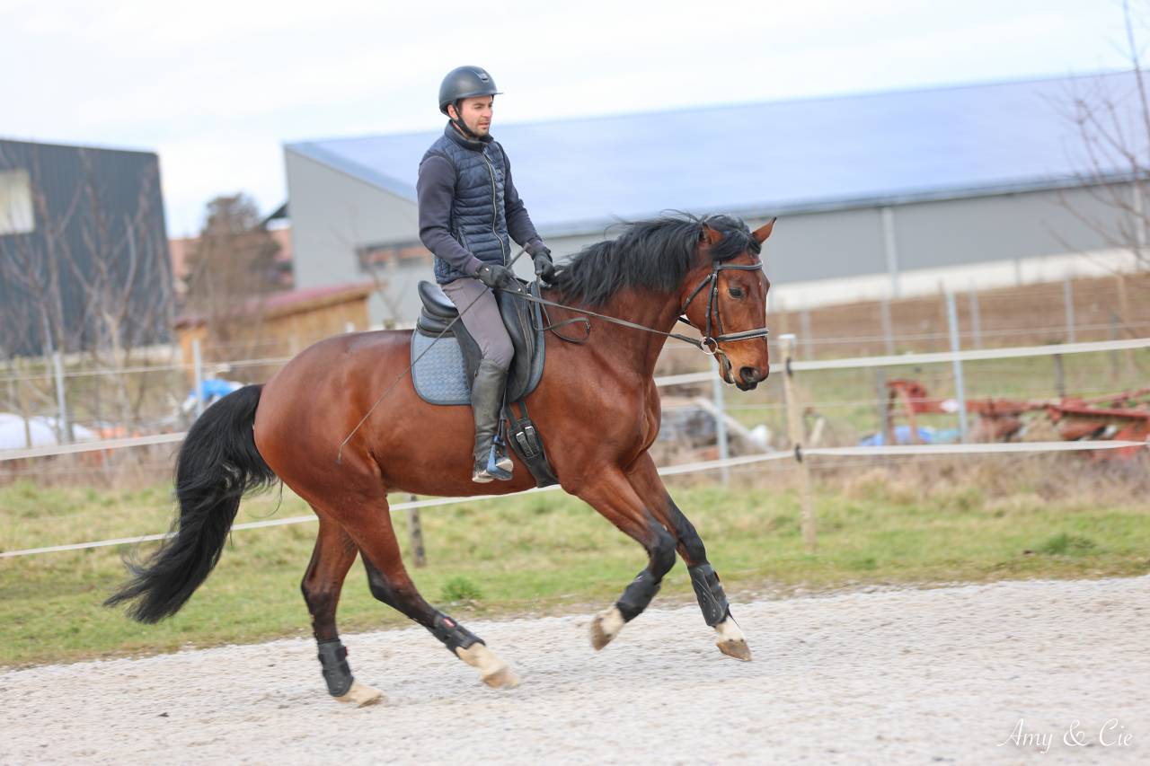 Ruin Duits sportpaard Te koop 2020 Donker bruin / bai