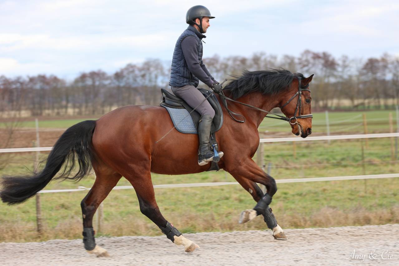 Ruin Duits sportpaard Te koop 2020 Donker bruin / bai