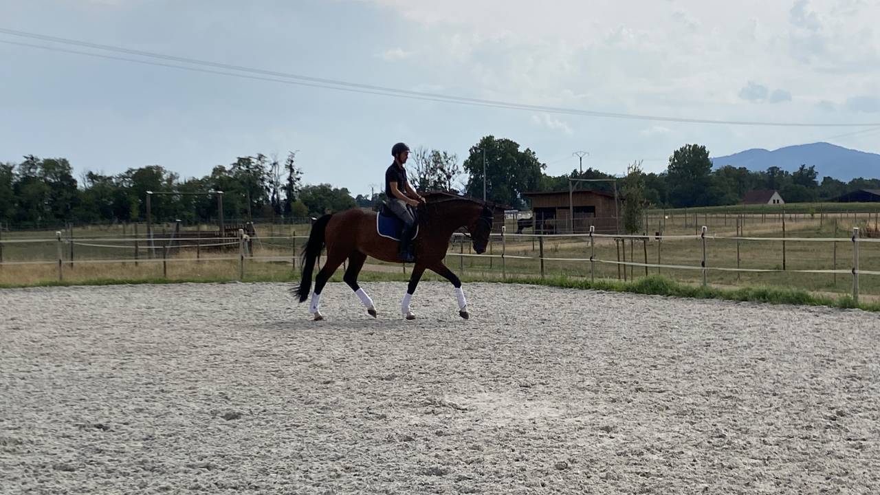 Ruin Duits sportpaard Te koop 2020 Donker bruin / bai