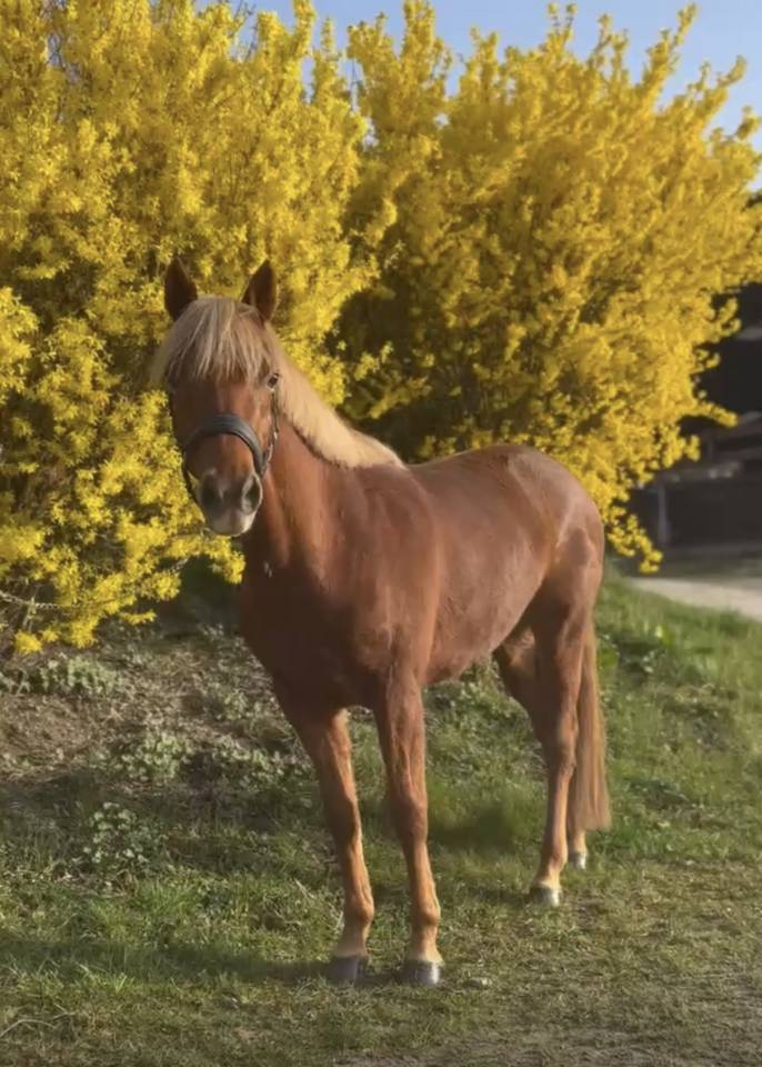 Merrie Franse rijpony PFS Te koop 2022 Vos ,  Mon Nantano de florys