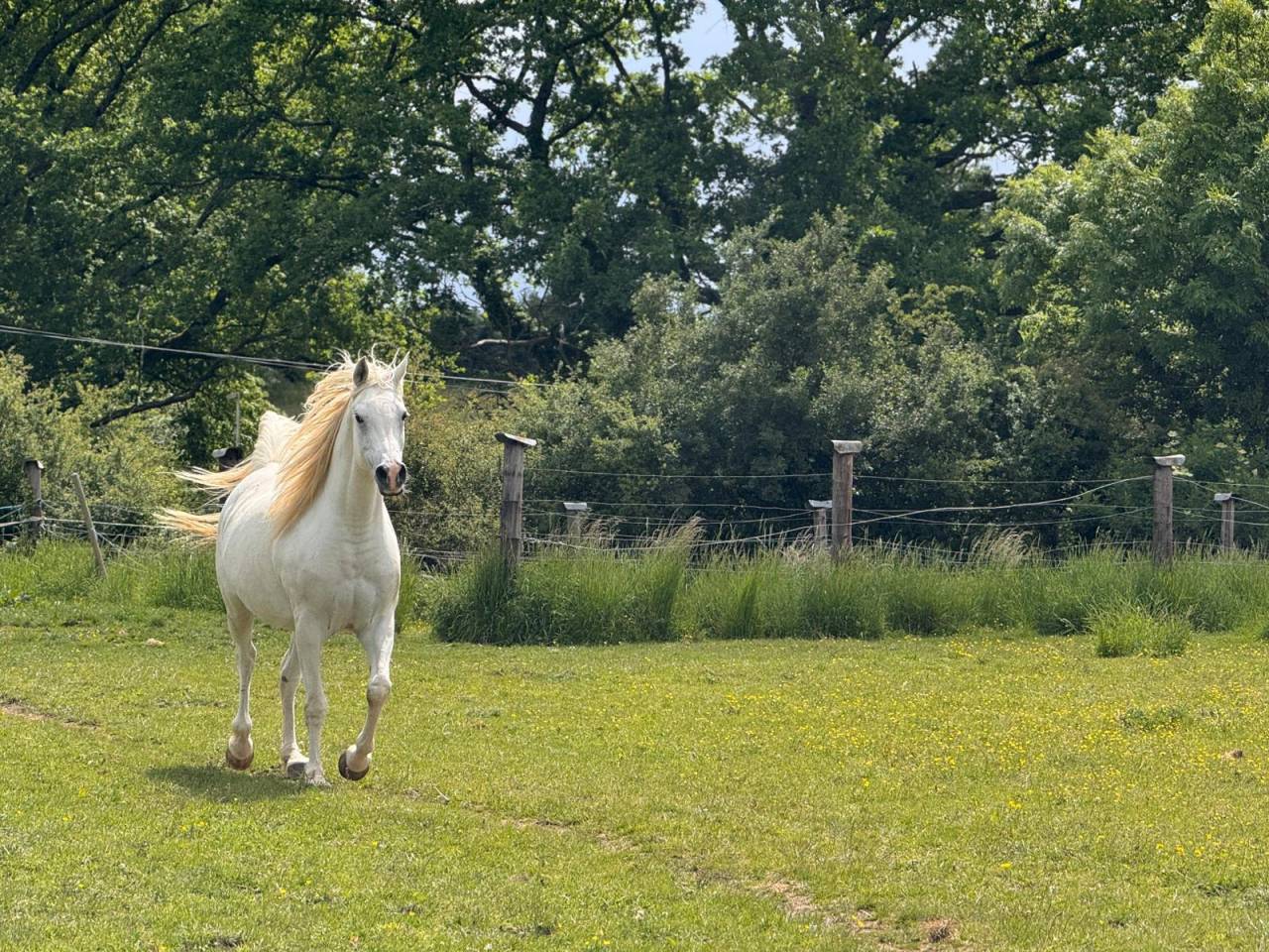 Merrie Arabier Te koop 2015 Schimmel ,  FER TAMEK