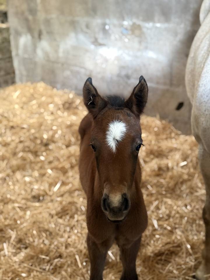 Veulen (vr) Franse rijpony PFS Te koop 2026 Donker bruin / bai ,  PAWNEE
