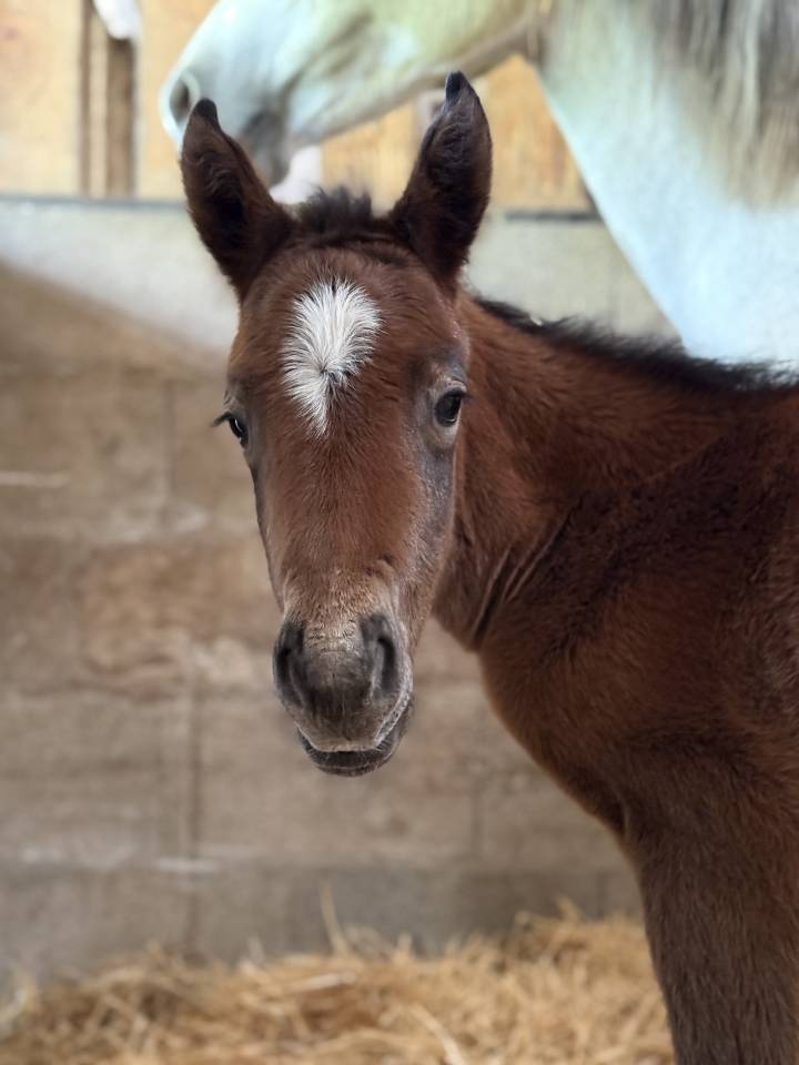 Veulen (vr) Franse rijpony PFS Te koop 2026 Donker bruin / bai ,  PAWNEE