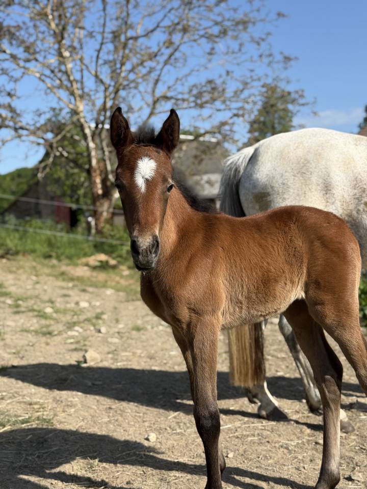 Veulen (vr) Franse rijpony PFS Te koop 2026 Donker bruin / bai ,  PAWNEE