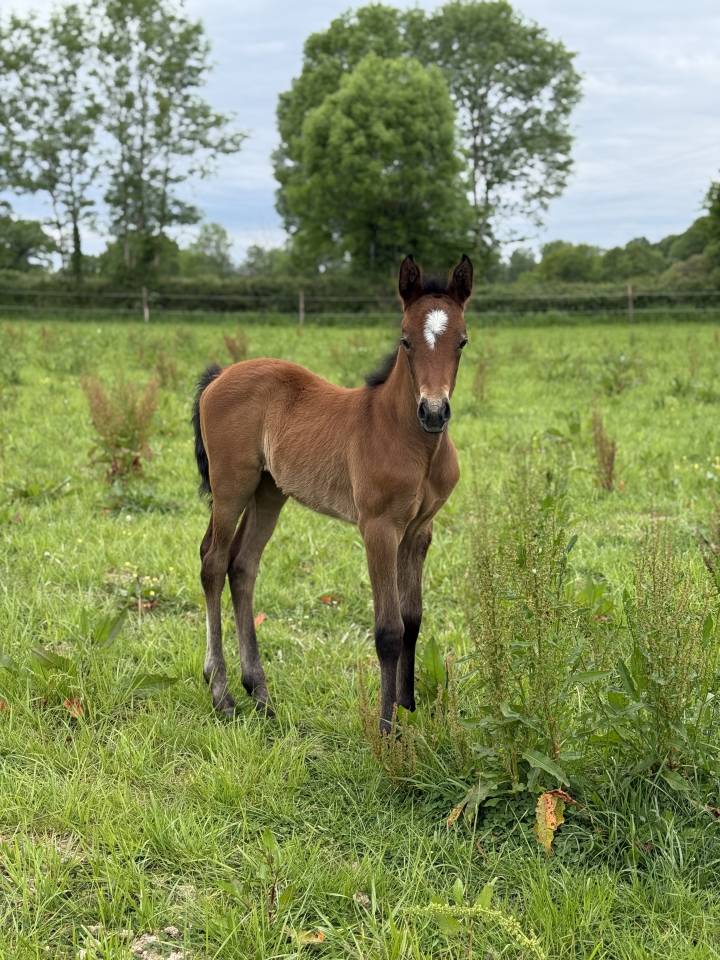Veulen (vr) Franse rijpony PFS Te koop 2026 Donker bruin / bai ,  PAWNEE