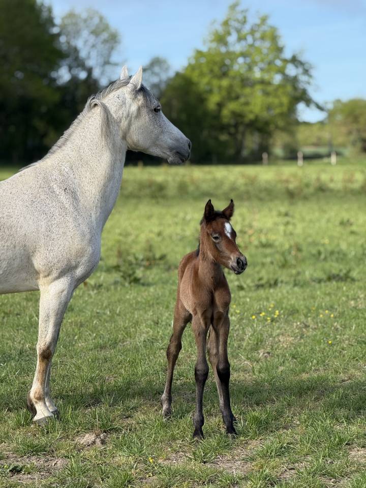 Veulen (vr) Franse rijpony PFS Te koop 2026 Donker bruin / bai ,  PAWNEE