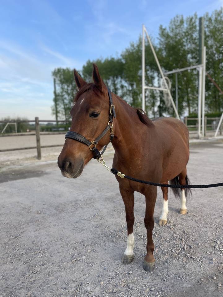 Merrie Belgische pony Te koop 2019 Koffie vos