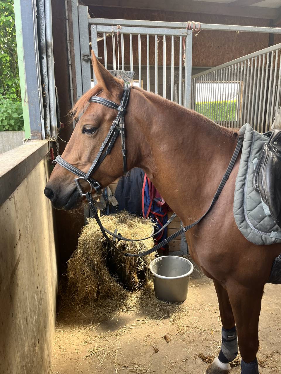 Merrie Belgische pony Te koop 2019 Koffie vos