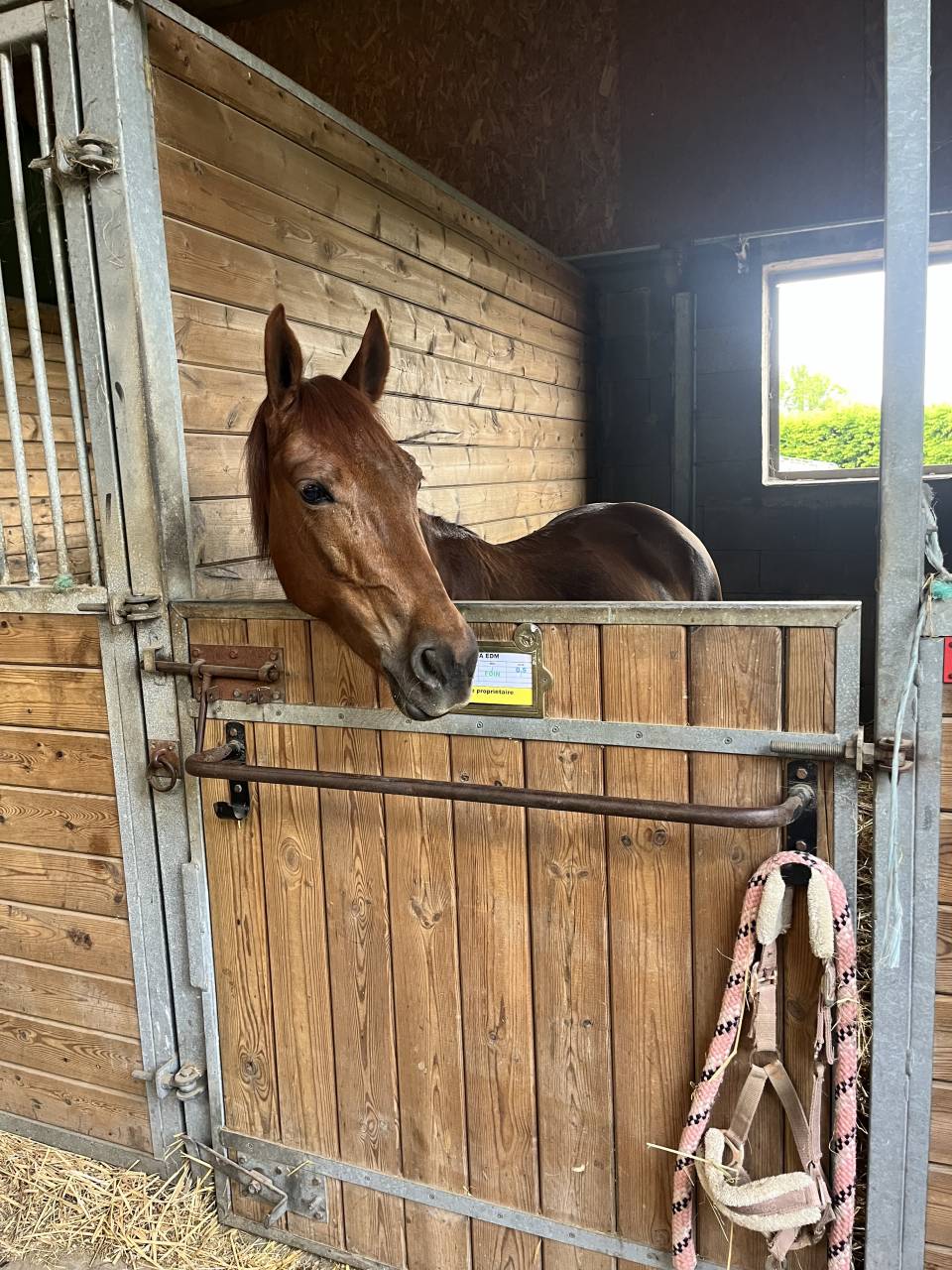 Merrie Belgische pony Te koop 2019 Koffie vos