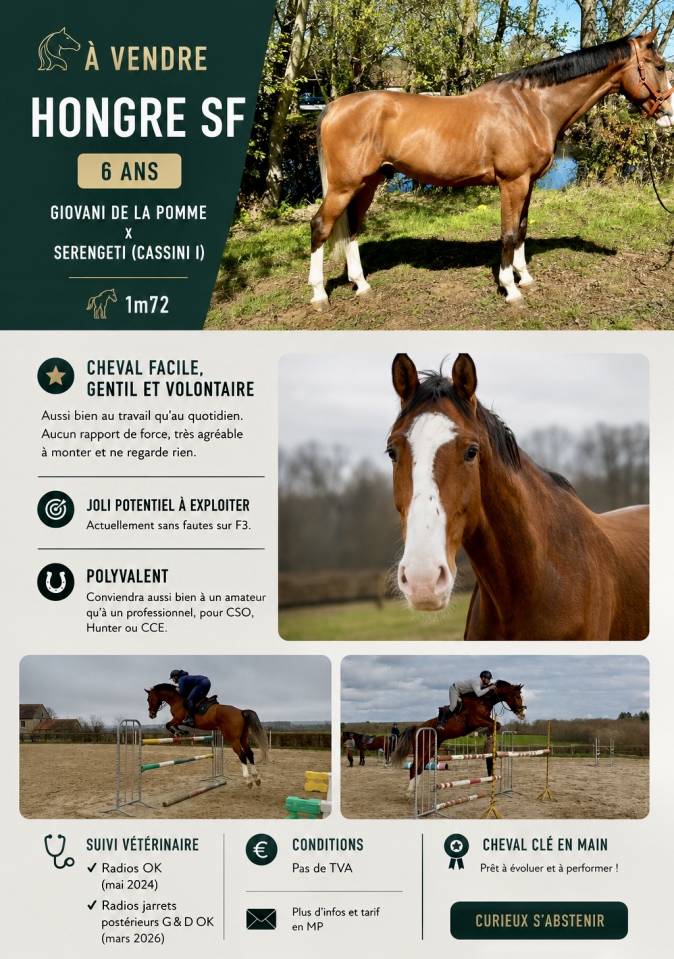Ruin Selle Fran&ccedil;ais Te koop 2020 Donker bruin / bai