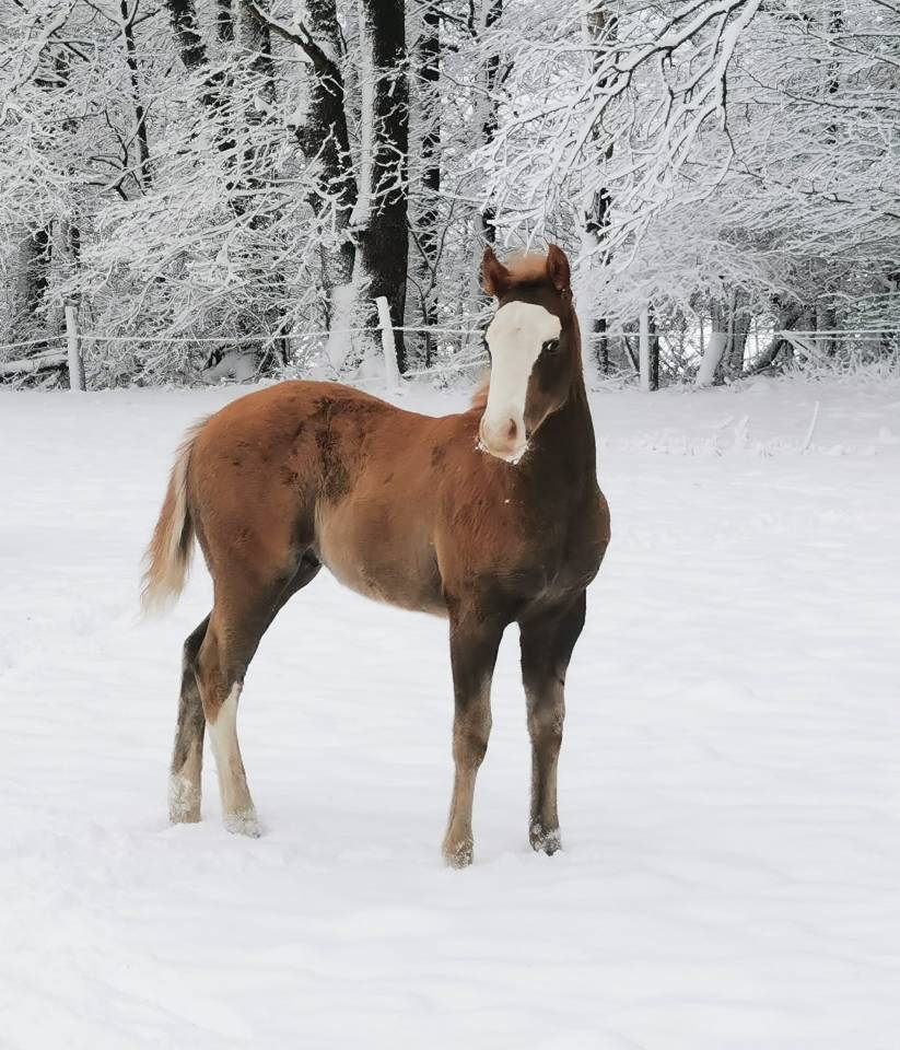 Veulen (ml) Paint Horse Te koop 2025 Zweetvos ,  ROCK SONNY VERSARY