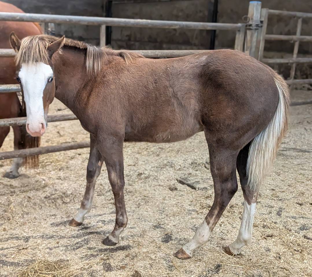 Veulen (ml) Paint Horse Te koop 2025 Zweetvos ,  ROCK SONNY VERSARY