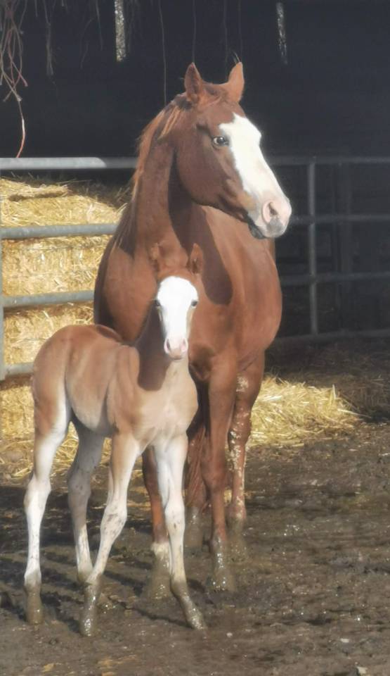 Veulen (ml) Paint Horse Te koop 2025 Zweetvos ,  ROCK SONNY VERSARY