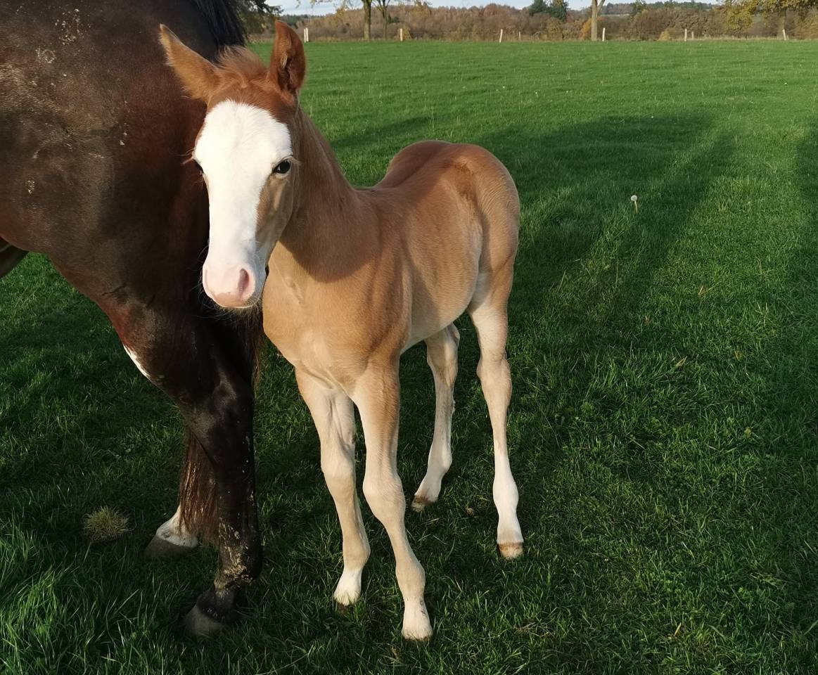 Veulen (ml) Paint Horse Te koop 2025 Zweetvos ,  ROCK SONNY VERSARY