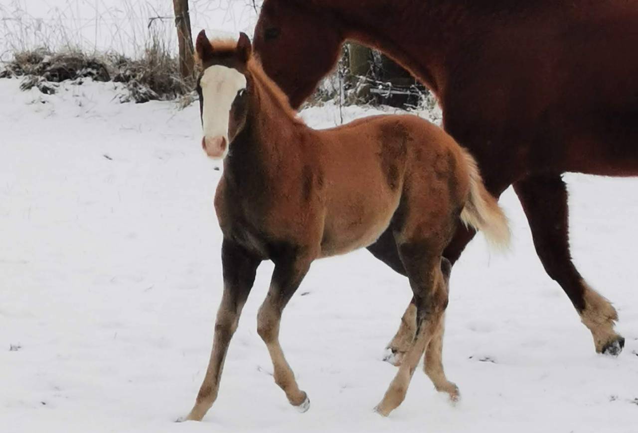 Veulen (ml) Paint Horse Te koop 2025 Zweetvos ,  ROCK SONNY VERSARY