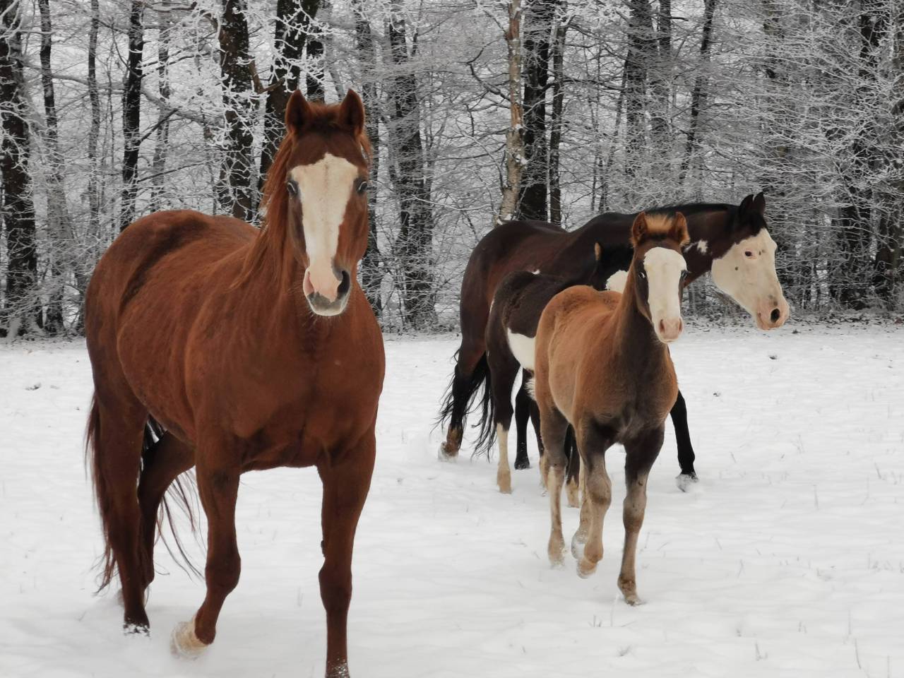 Veulen (ml) Paint Horse Te koop 2025 Zweetvos ,  ROCK SONNY VERSARY