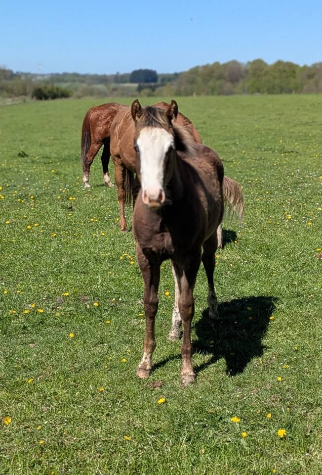 Veulen (ml) Paint Horse Te koop 2025 Zweetvos ,  ROCK SONNY VERSARY