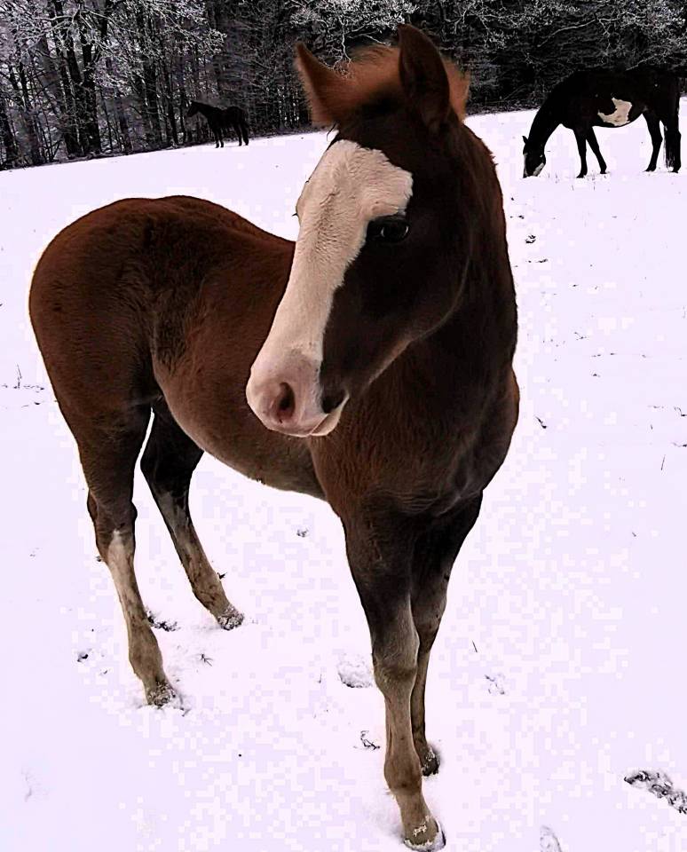 Veulen (ml) Paint Horse Te koop 2025 Zweetvos ,  ROCK SONNY VERSARY
