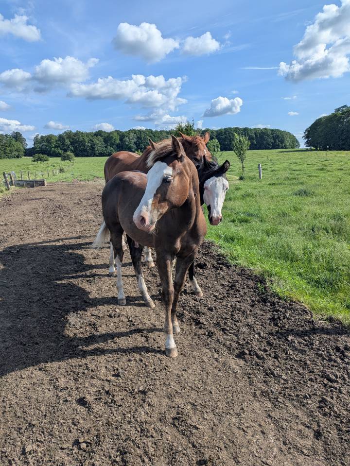 Veulen (ml) Paint Horse Te koop 2025 Zweetvos ,  ROCK SONNY VERSARY