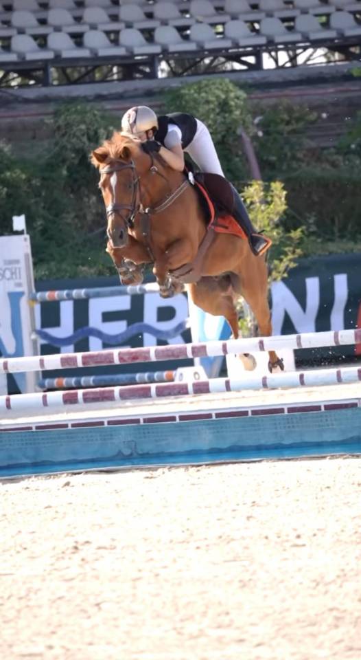 Ruin Andere pony rassen Te koop 2012 Vos