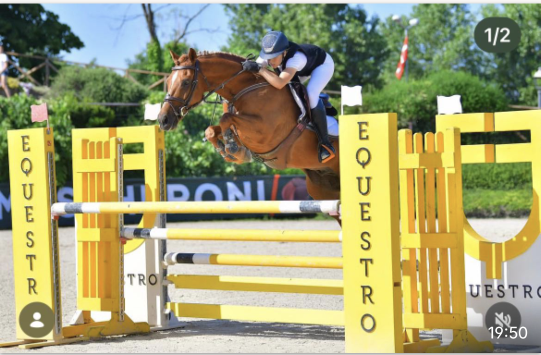 Ruin Andere pony rassen Te koop 2012 Vos