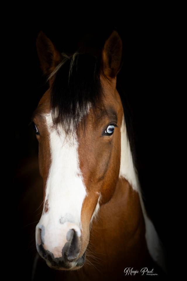 Ruin Paint Horse Te koop 2023 Bontzwart