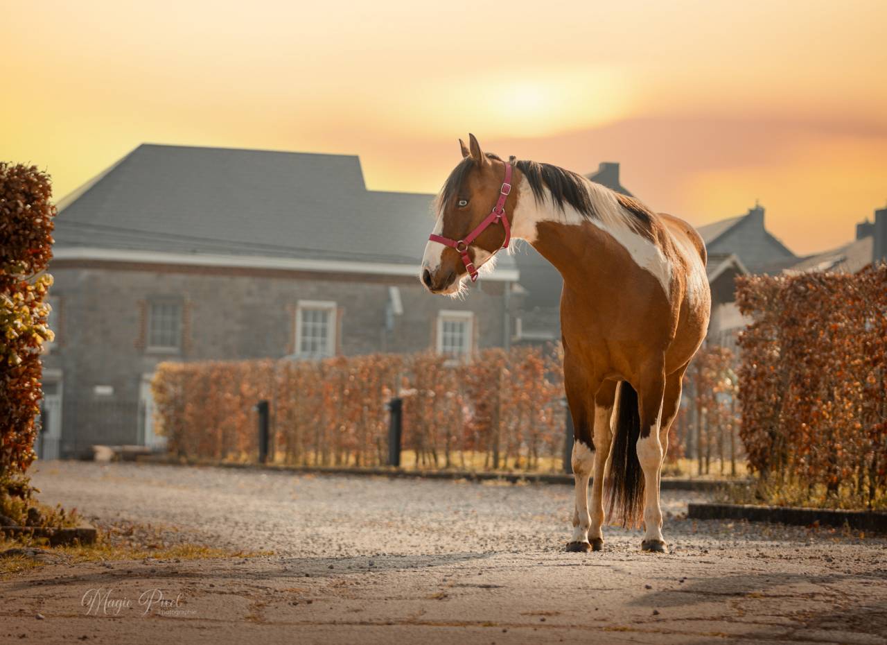 Ruin Paint Horse Te koop 2023 Bontzwart