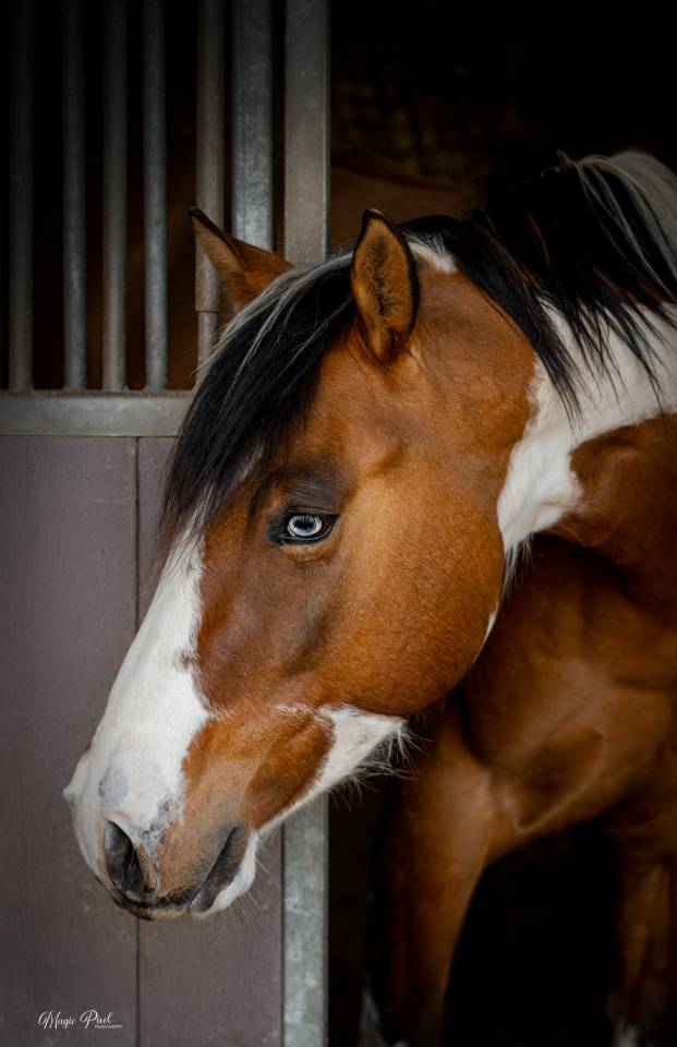 Ruin Paint Horse Te koop 2023 Bontzwart