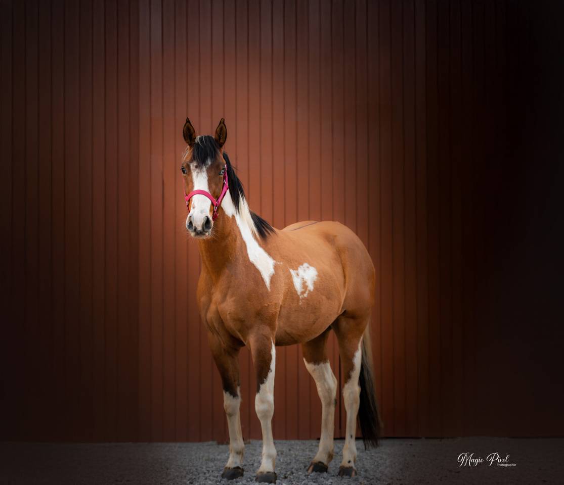 Ruin Paint Horse Te koop 2023 Bontzwart