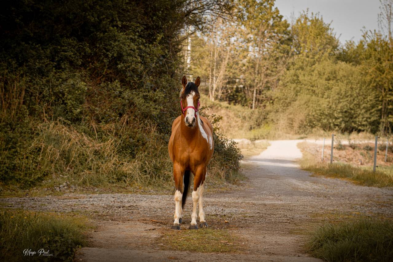 Ruin Paint Horse Te koop 2023 Bontzwart