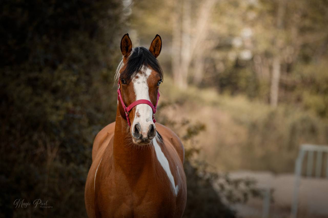 Ruin Paint Horse Te koop 2023 Bontzwart