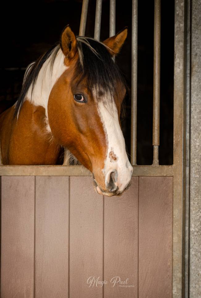 Ruin Paint Horse Te koop 2023 Bontzwart