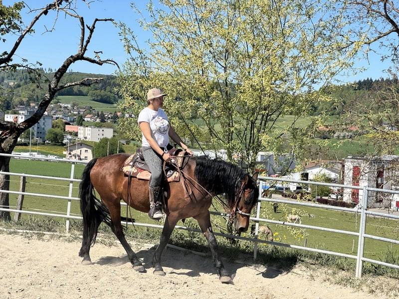 Merrie Fries halfbloed Te koop 2022 Donker bruin / bai ,  AMIRO - AP (ESP), CDE
