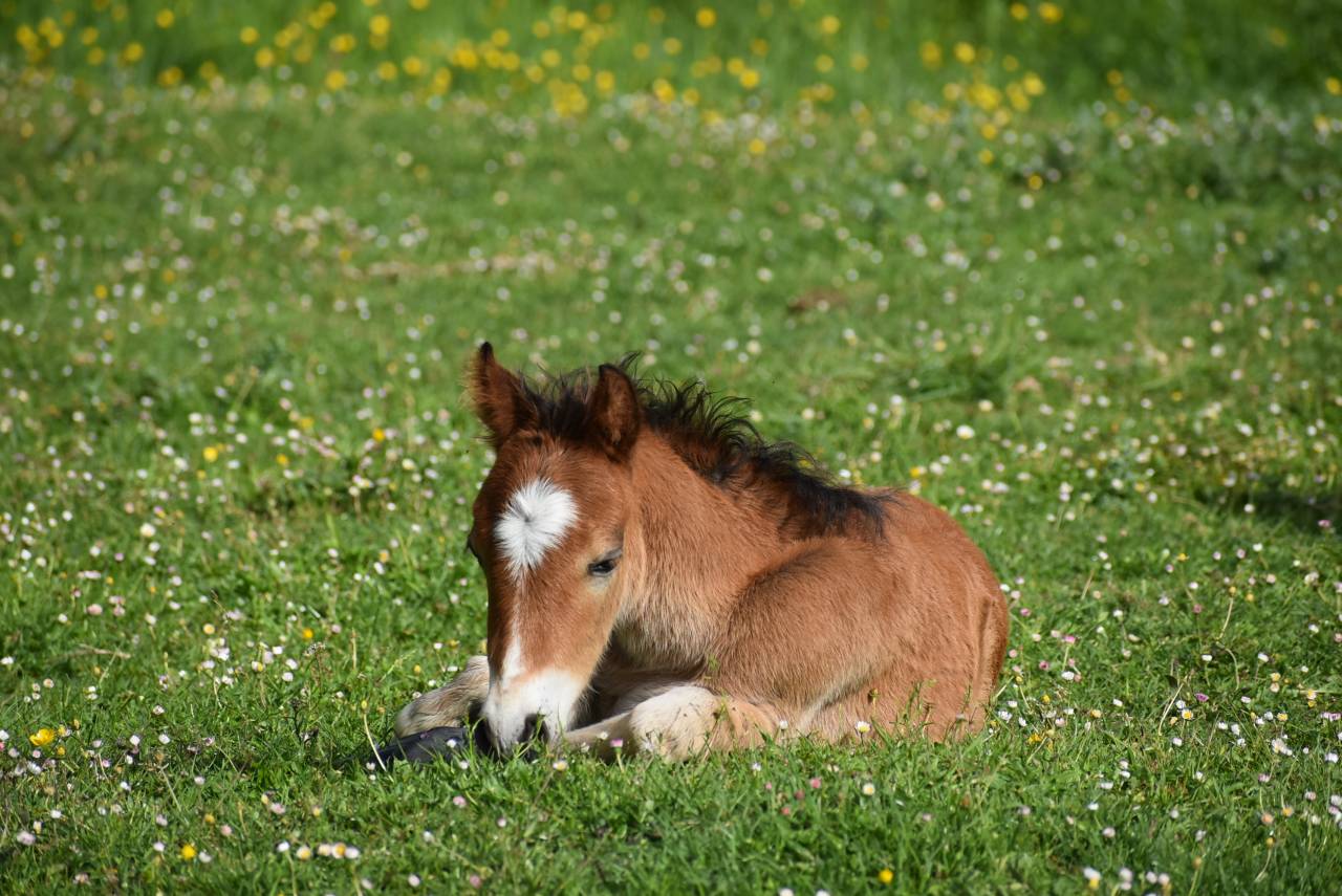 Veulen (ml) Franse rijpony PFS Te koop 2026 Donker bruin / bai