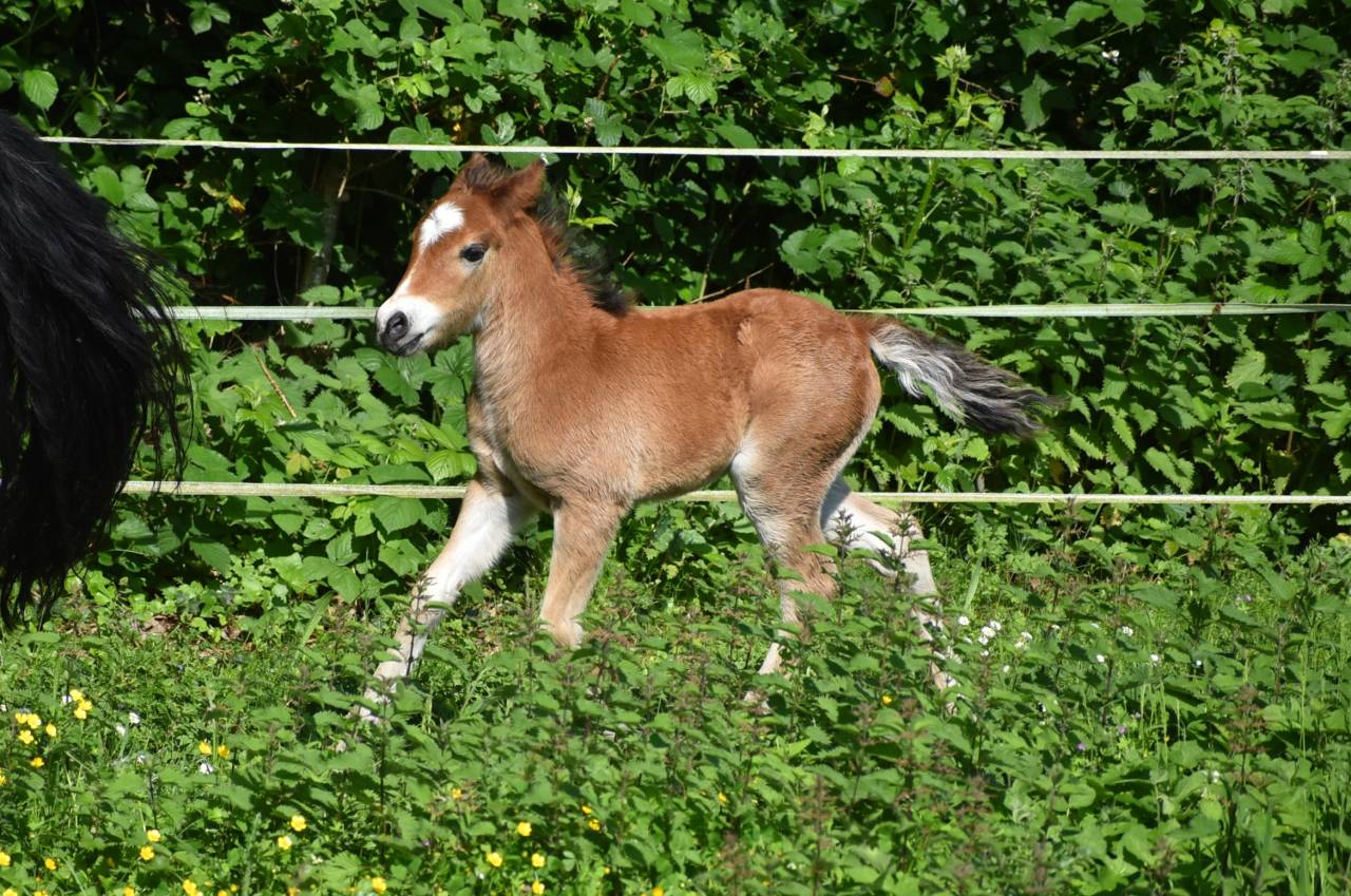 Veulen (ml) Franse rijpony PFS Te koop 2026 Donker bruin / bai