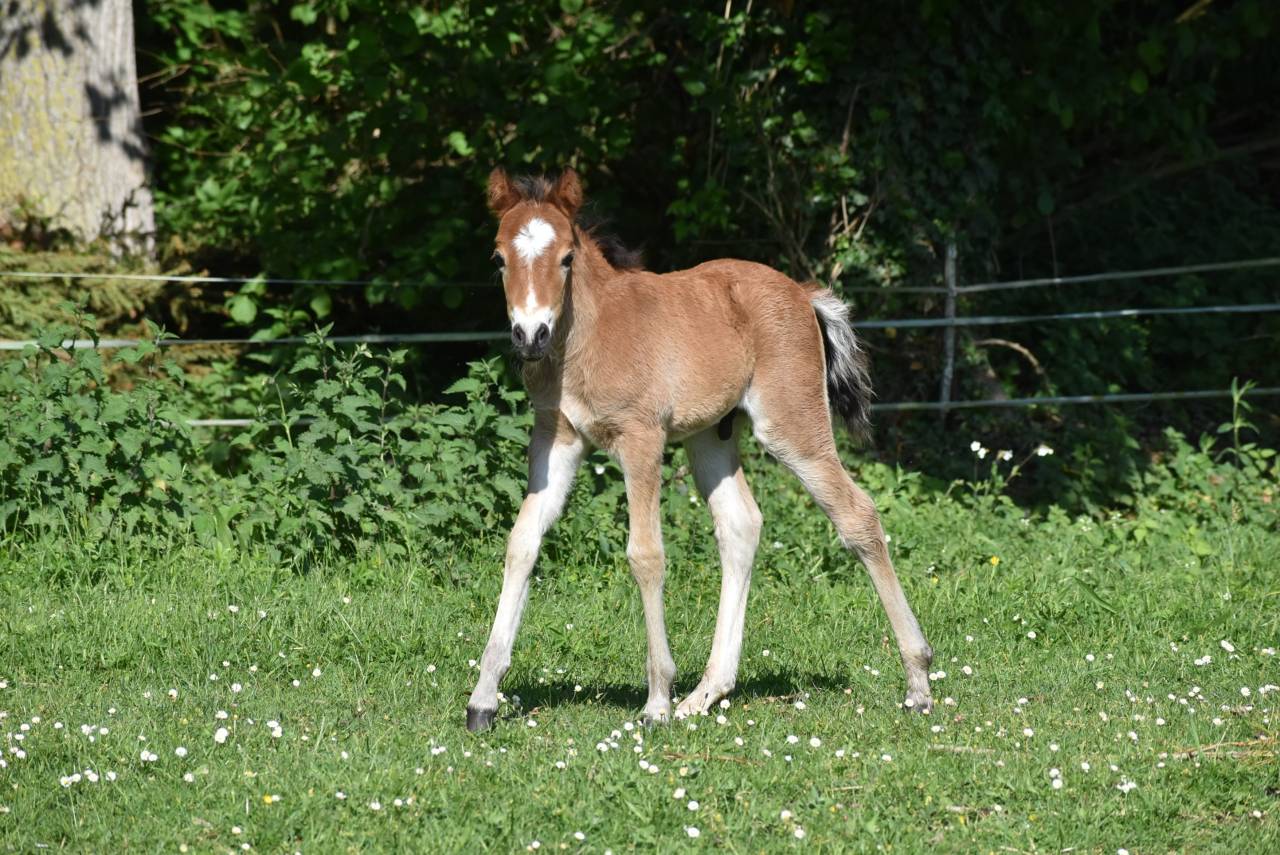 Veulen (ml) Franse rijpony PFS Te koop 2026 Donker bruin / bai
