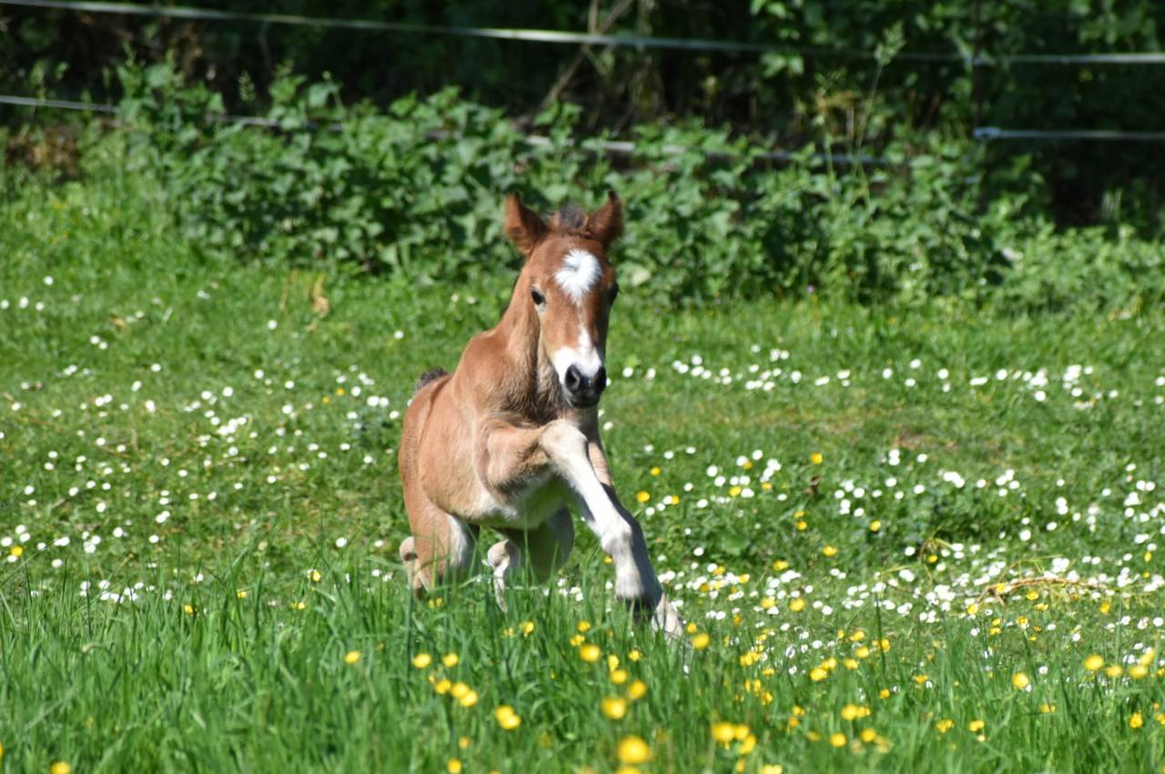 Veulen (ml) Franse rijpony PFS Te koop 2026 Donker bruin / bai